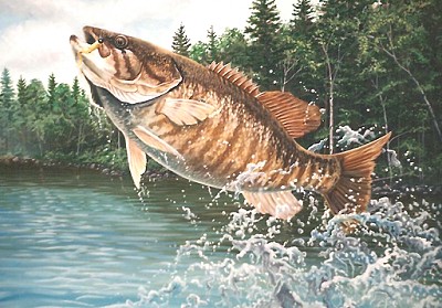 Smallmouth Bass Fishing Tips & Articles - Learning How To Fish